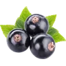 Касис