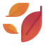 Șofran
