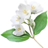 Jasmin