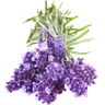 Lavendel
