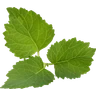 Patschuli